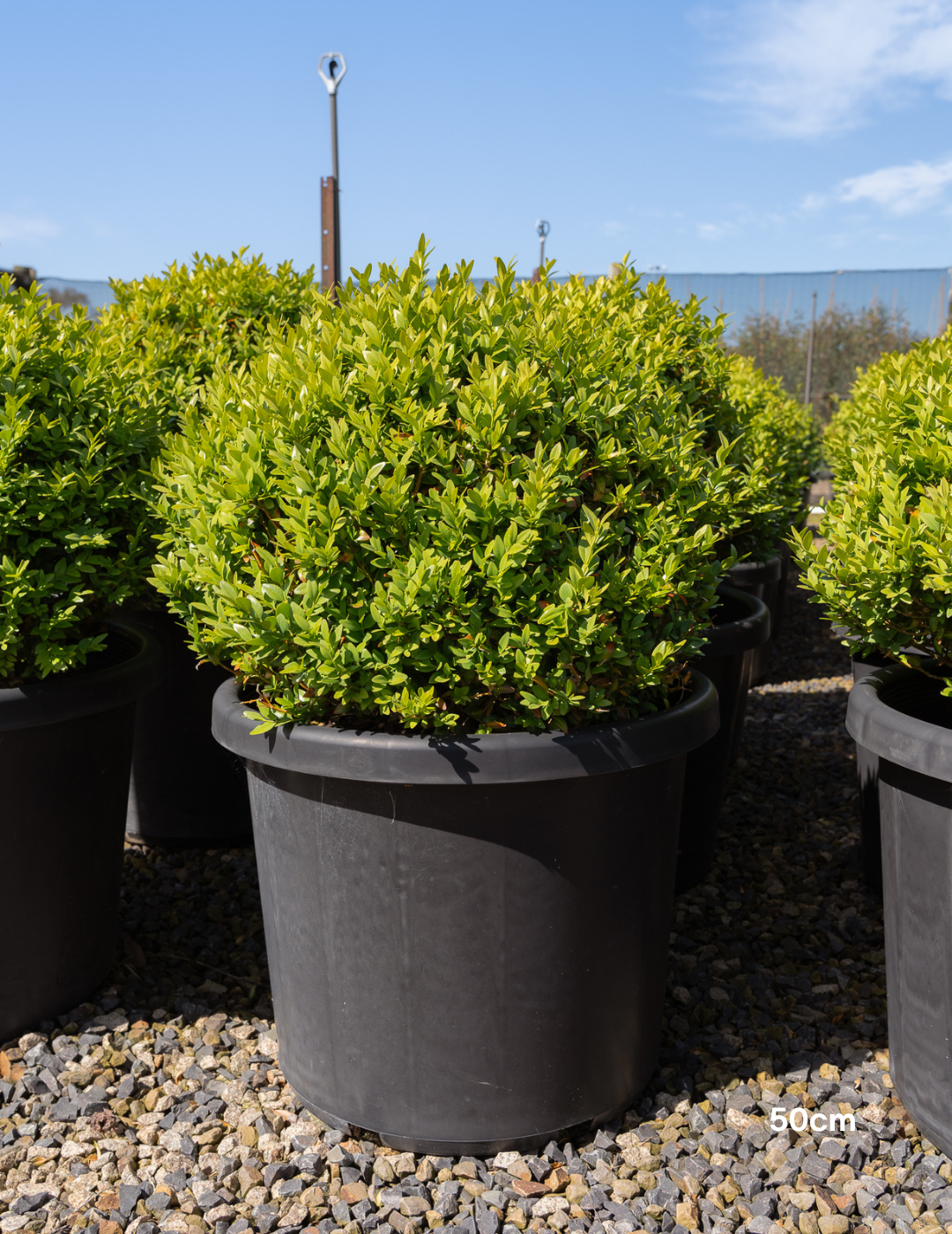 Buxus sempervirens English Box Topiary Balls - Evergreen Trees Direct