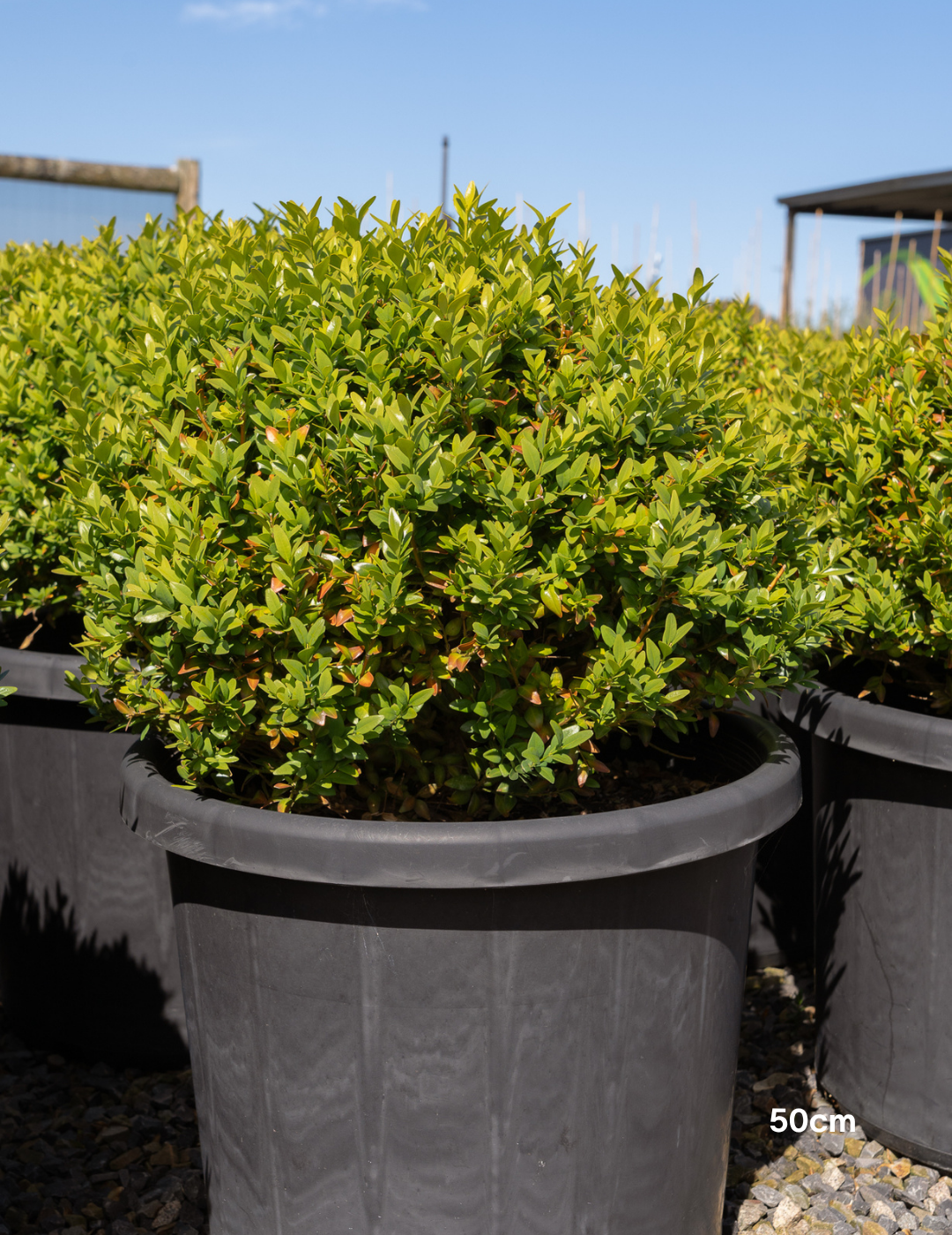 Buxus sempervirens English Box Topiary Balls - Evergreen Trees Direct