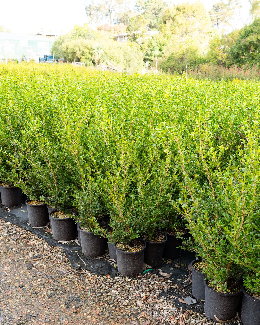 Buxus japonica (Hedging Form) – Japanese Box