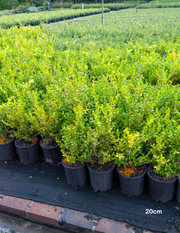 Buxus japonica (Hedging Form) – Japanese Box