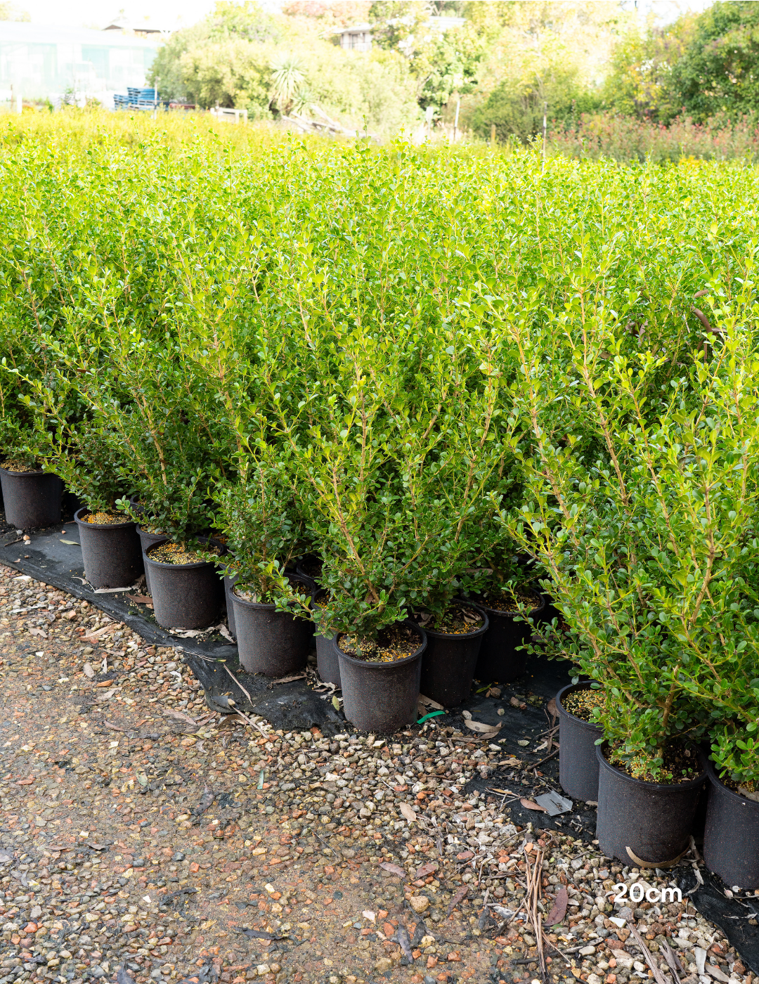 Buxus japonica (Hedging Form) – Japanese Box