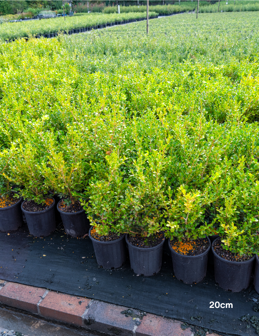 Buxus japonica (Hedging Form) – Japanese Box