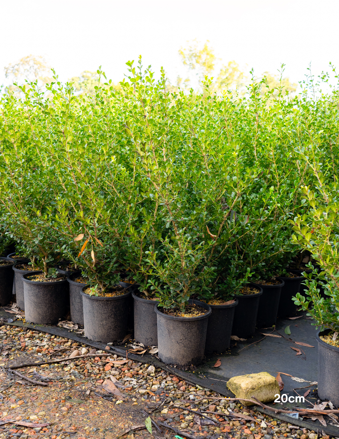 Buxus japonica (Hedging Form) – Japanese Box