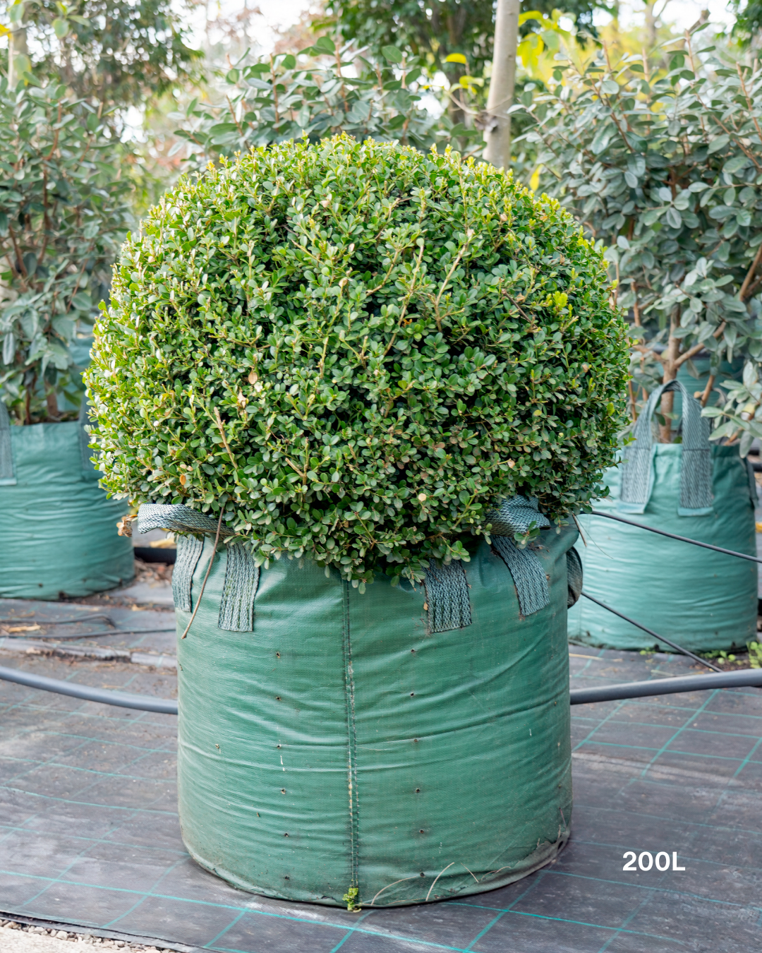 Buxus japonica Japanese Box Topiary Balls