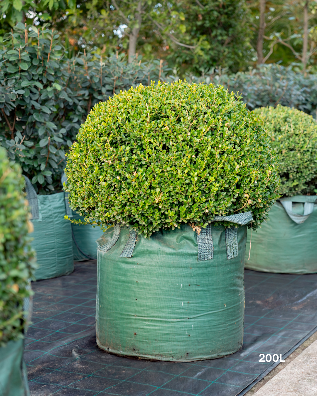 Buxus japonica Japanese Box Topiary Balls
