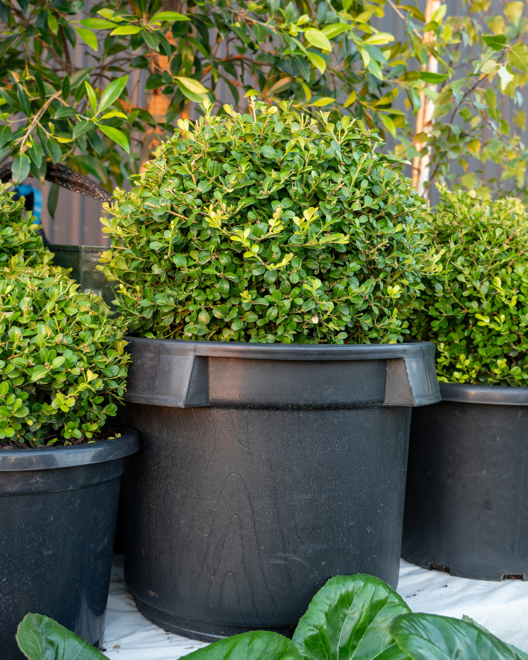 Buxus japonica Japanese Box Topiary Balls