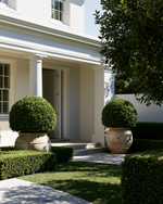 Buxus japonica Japanese Box Topiary Balls