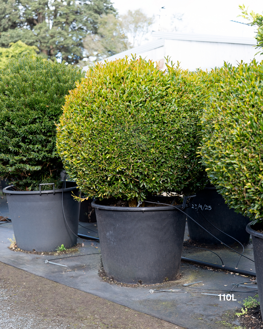 Buxus microphylla 'Faulkner' Ball – Japanese Box Topiary Ball