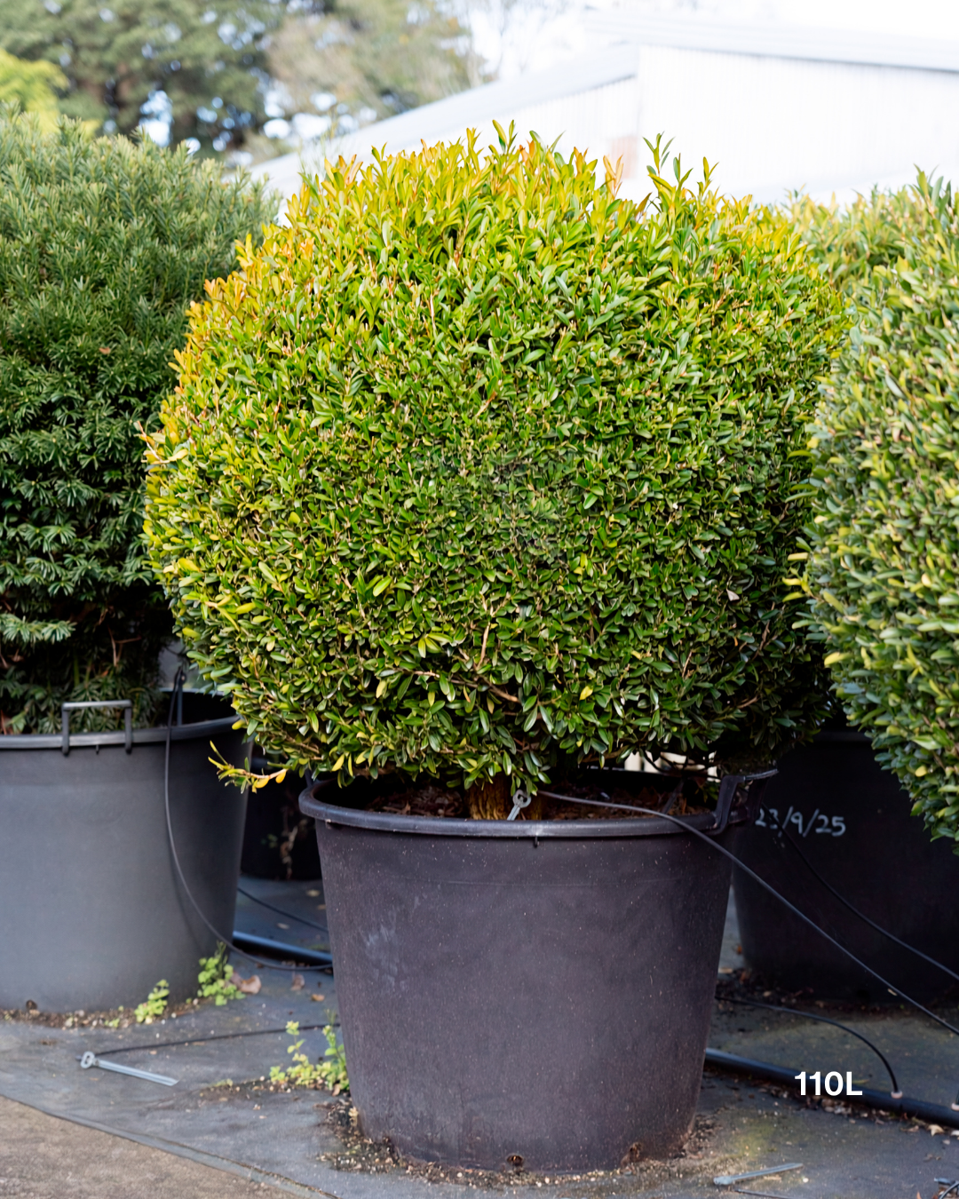 Buxus microphylla 'Faulkner' Ball – Japanese Box Topiary Ball