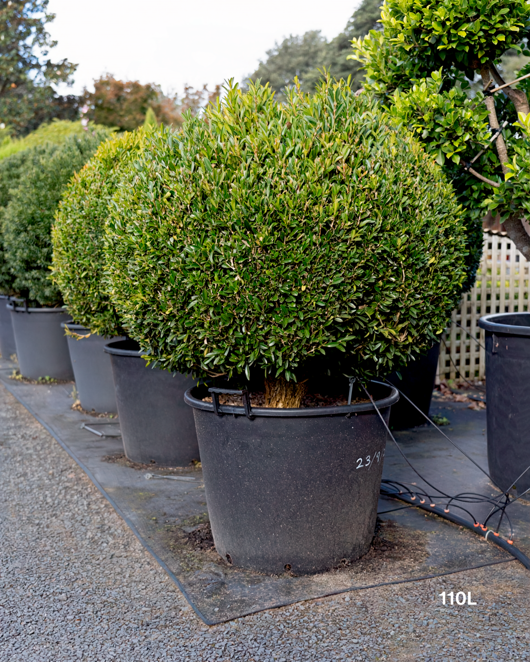 Buxus microphylla 'Faulkner' Ball – Japanese Box Topiary Ball