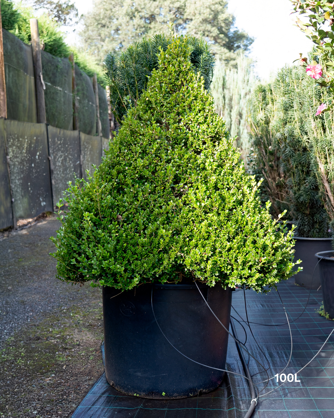 Buxus japonica Japanese Box Topiary Balls