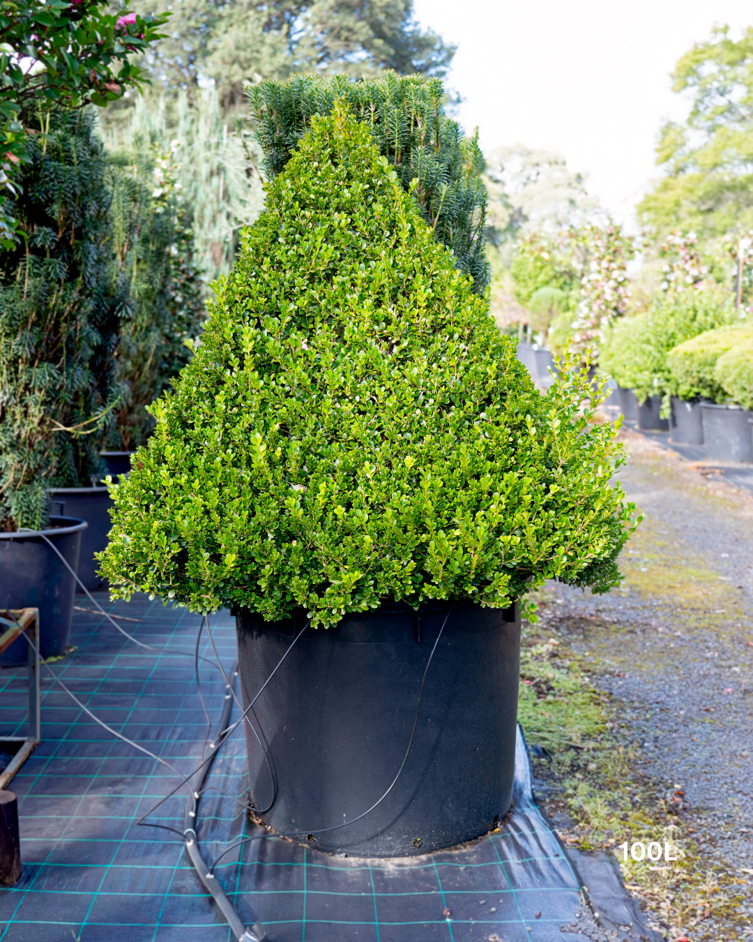 Buxus japonica Japanese Box Topiary Balls