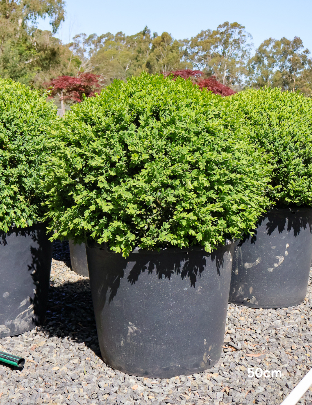 Buxus sempervirens English Box Topiary Balls - Evergreen Trees Direct