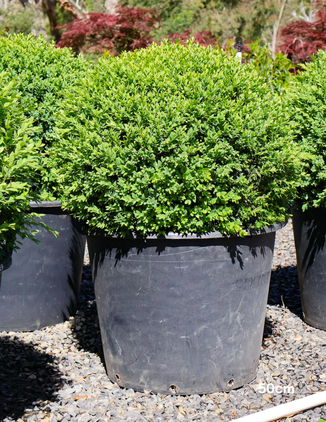 Buxus sempervirens English Box Topiary Balls - Evergreen Trees Direct