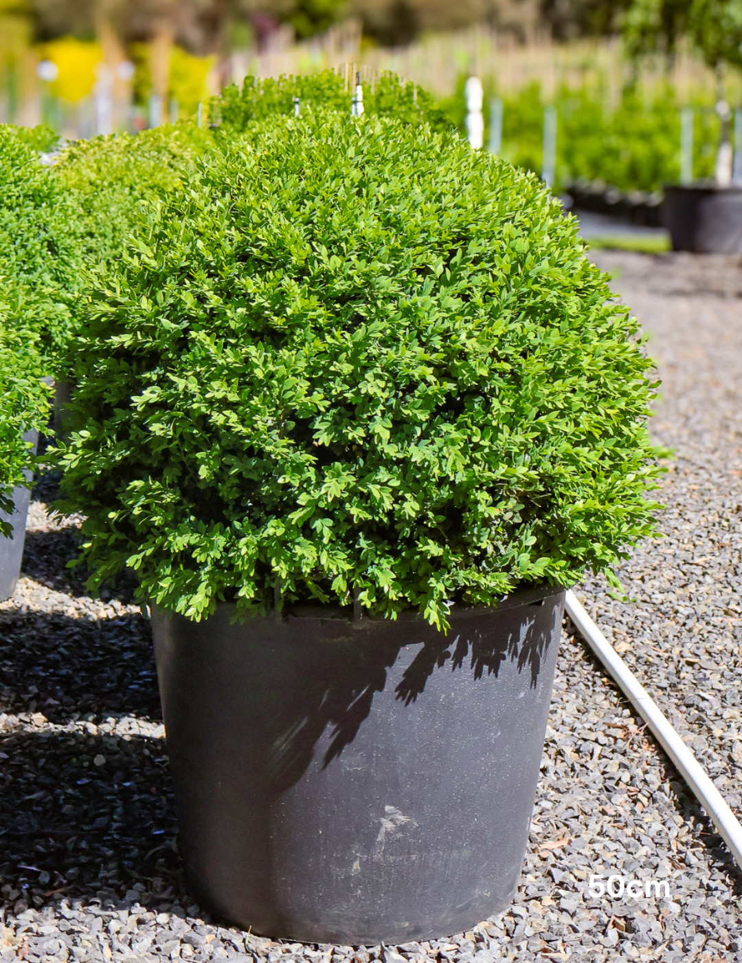 Buxus sempervirens English Box Topiary Balls - Evergreen Trees Direct