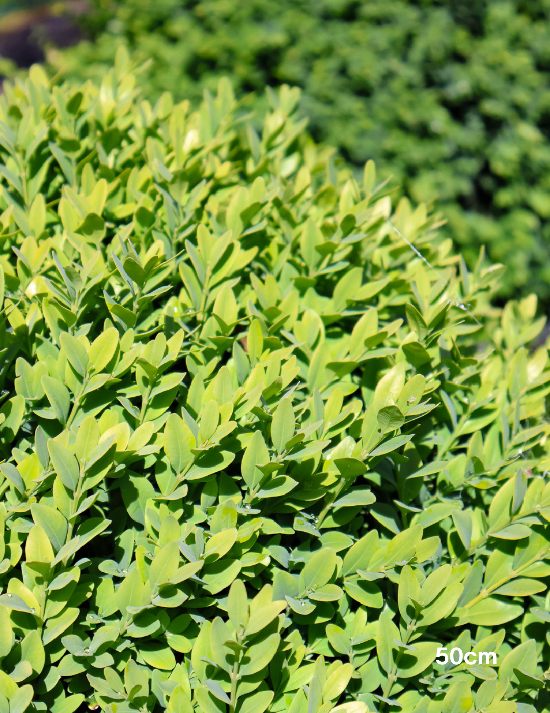 Buxus sempervirens English Box Topiary Balls - Evergreen Trees Direct