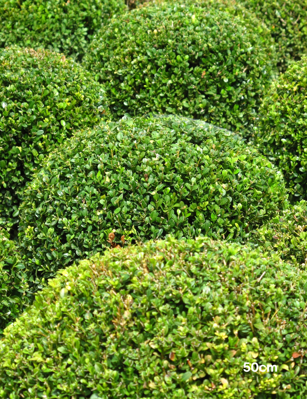 Buxus sempervirens English Box Topiary Balls - Evergreen Trees Direct