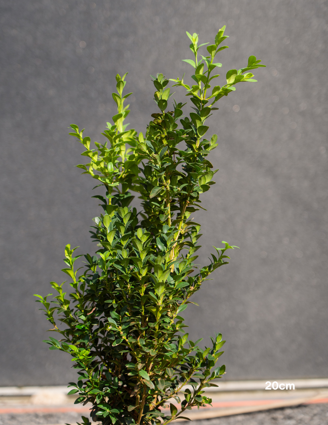 Buxus sempervirens (Hedging Form) – English Box - Evergreen Trees Direct