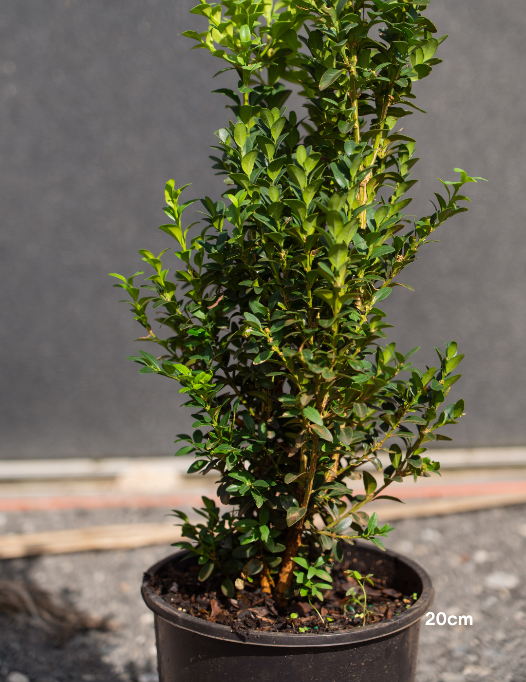 Buxus sempervirens (Hedging Form) – English Box - Evergreen Trees Direct