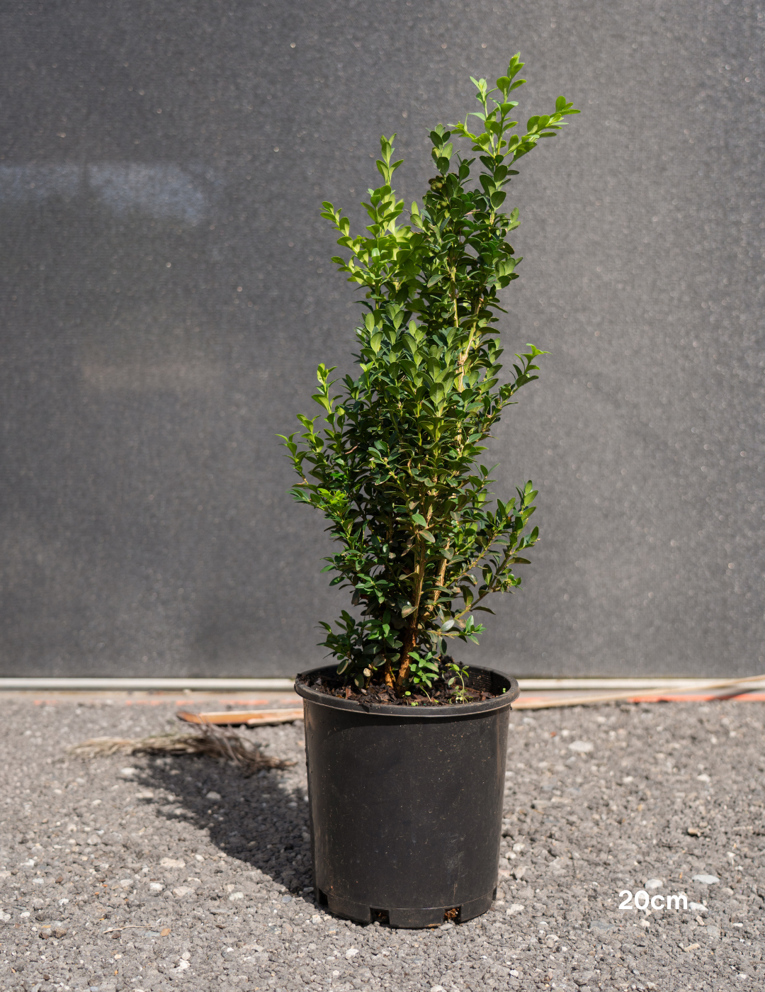 Buxus sempervirens (Hedging Form) – English Box - Evergreen Trees Direct