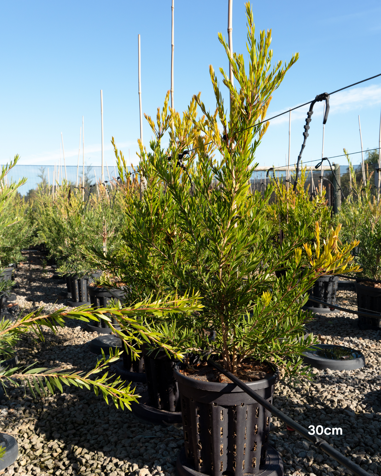 Callistemon viminalis 'Slim'