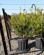 Callistemon viminalis 'Slim'