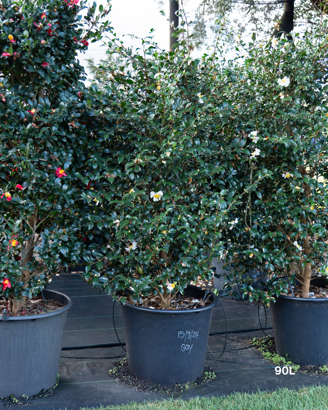 Camellia sasanqua 'Gay' – White Sasanqua Camellia