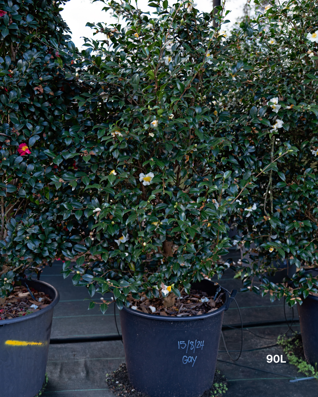 Camellia sasanqua 'Gay' – White Sasanqua Camellia