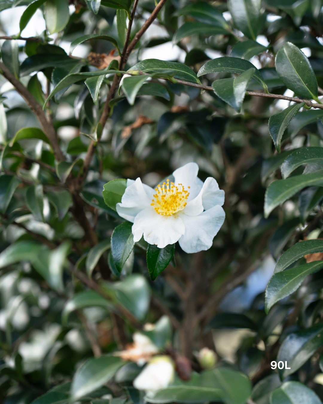 Camellia sasanqua 'Gay' – White Sasanqua Camellia