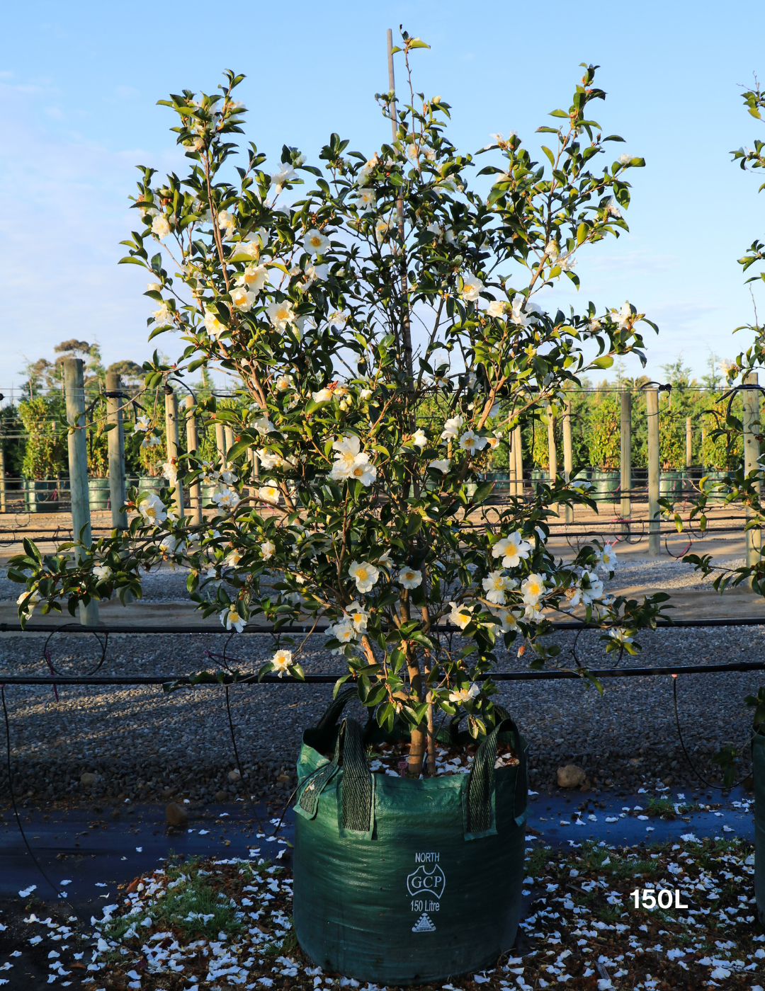 Camellia Sasanqua 'Pure Silk' - Evergreen Trees Direct