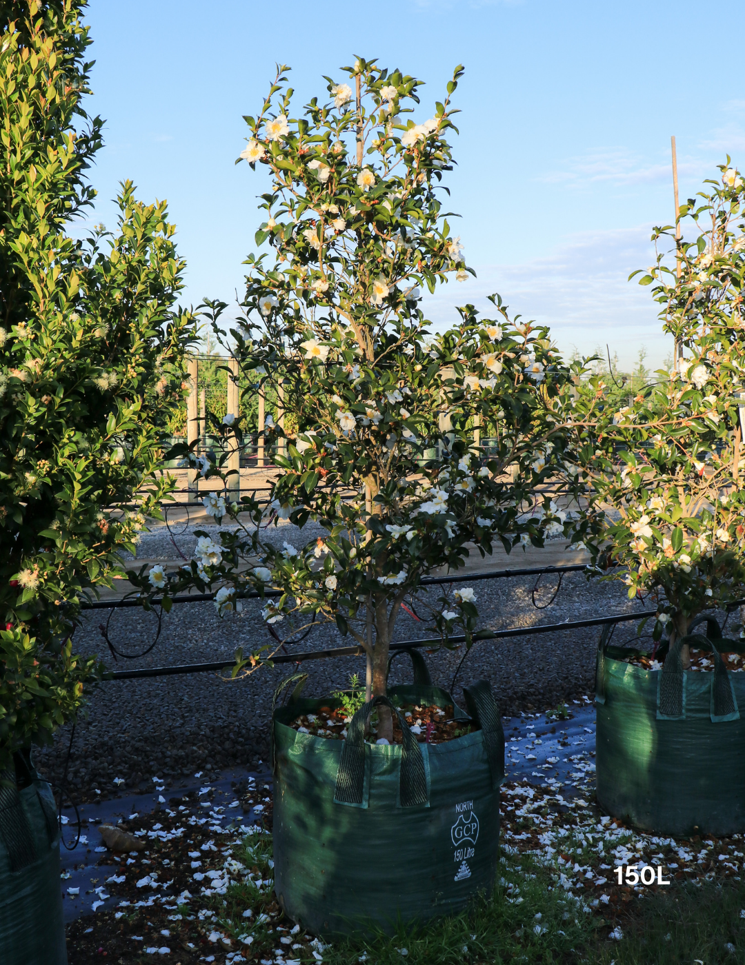 Camellia Sasanqua 'Pure Silk' - Evergreen Trees Direct