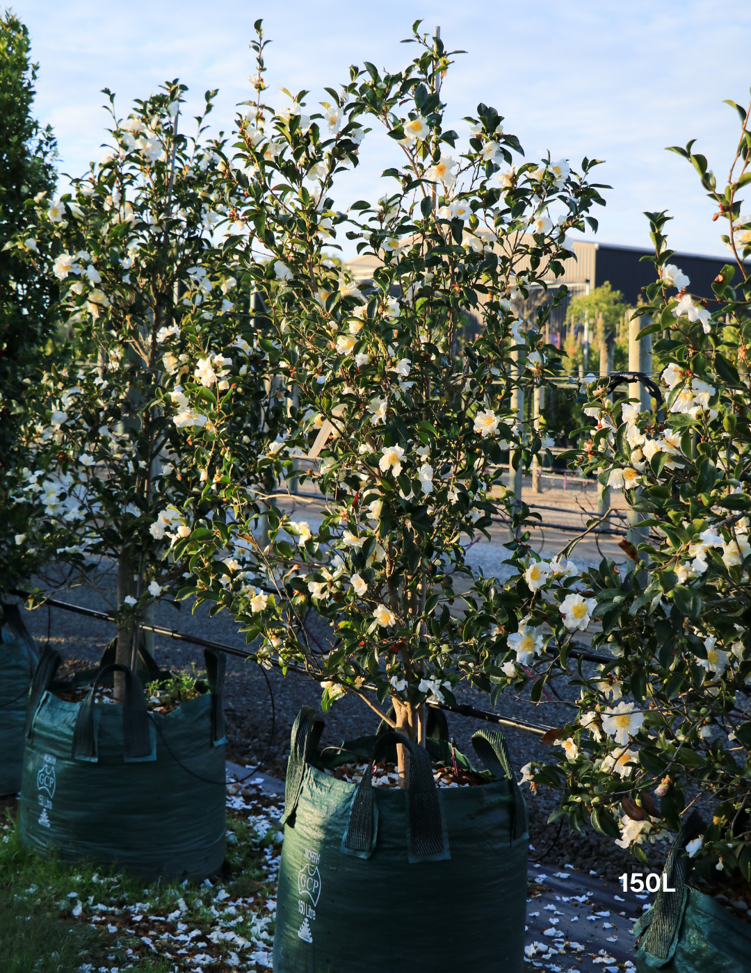 Camellia Sasanqua 'Pure Silk' - Evergreen Trees Direct