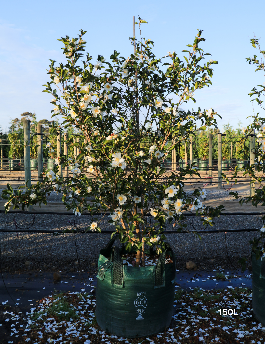 Camellia Sasanqua 'Pure Silk' - Evergreen Trees Direct