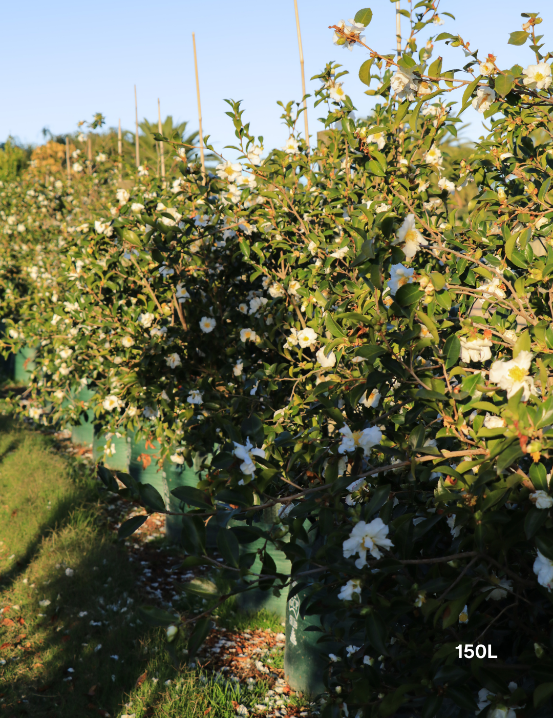 Camellia Sasanqua 'Pure Silk' - Evergreen Trees Direct