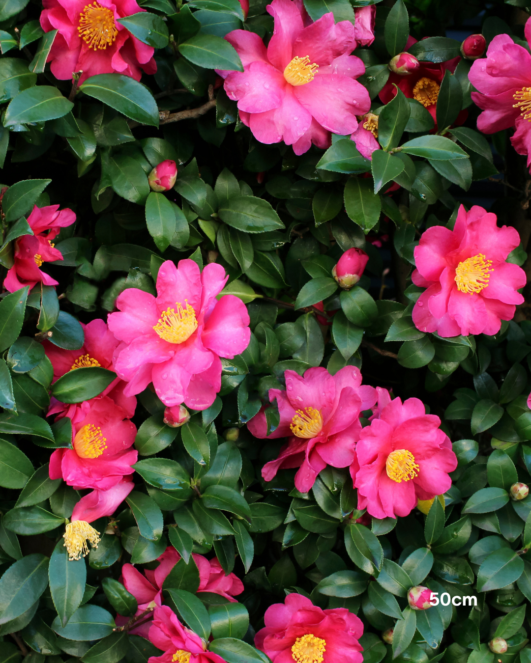 Camellia hiemalis 'Hiryu' - Sasanqua Camellia Hiryu