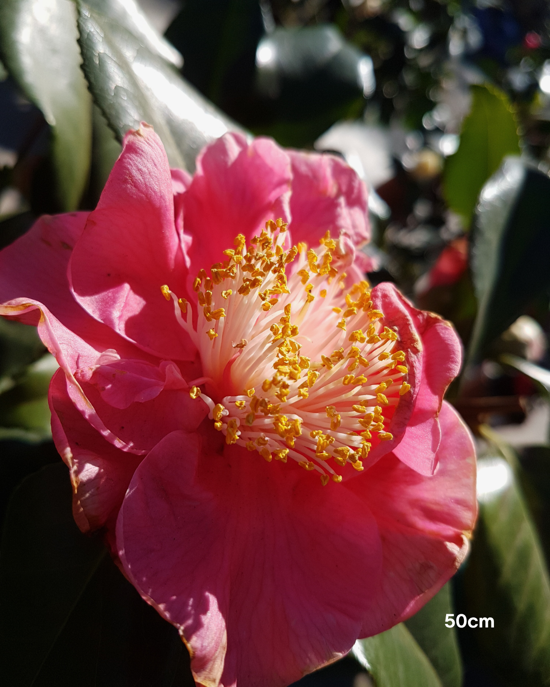 Camellia hiemalis 'Hiryu' - Sasanqua Camellia Hiryu