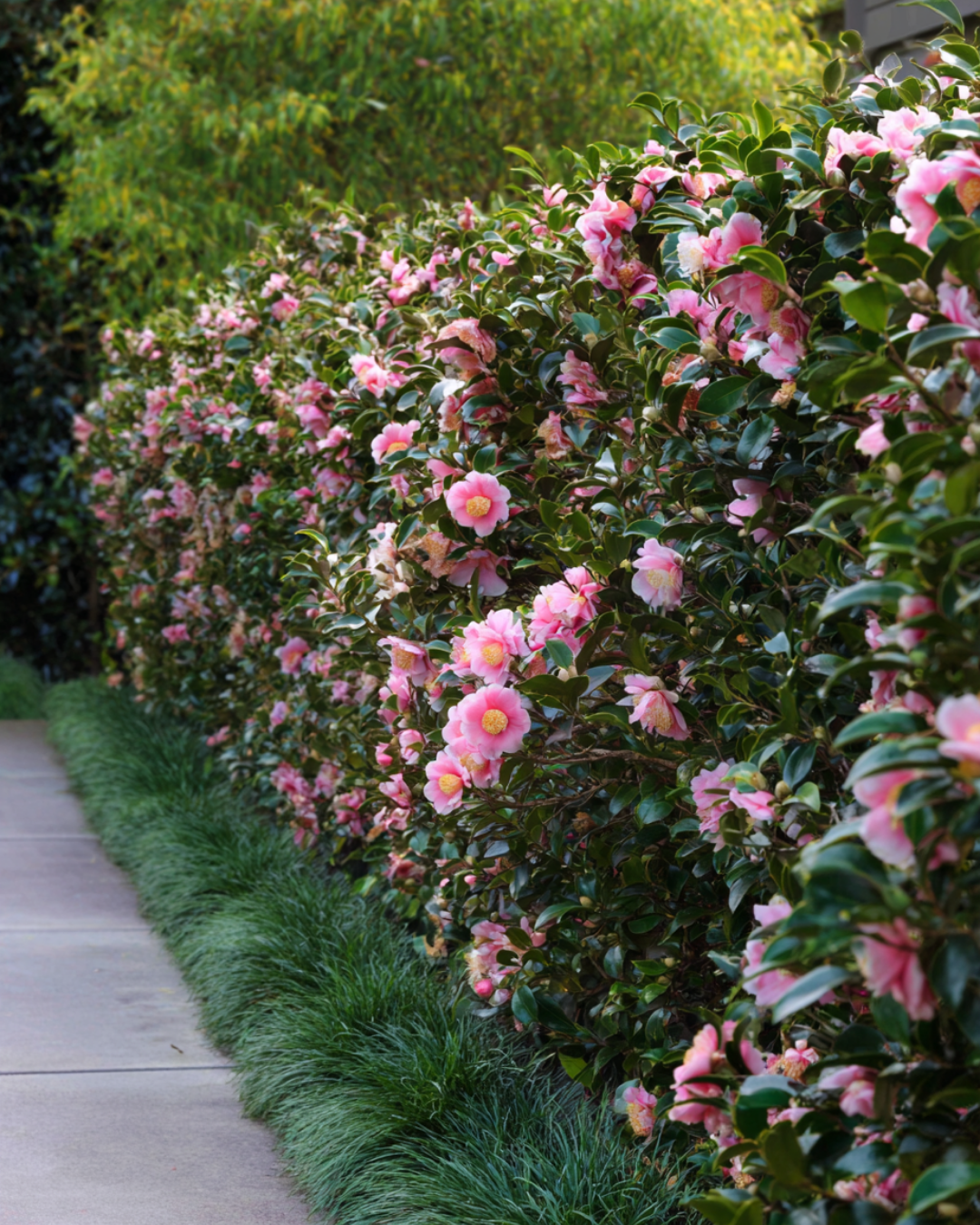 Camellia sasanqua Jennifer Susan