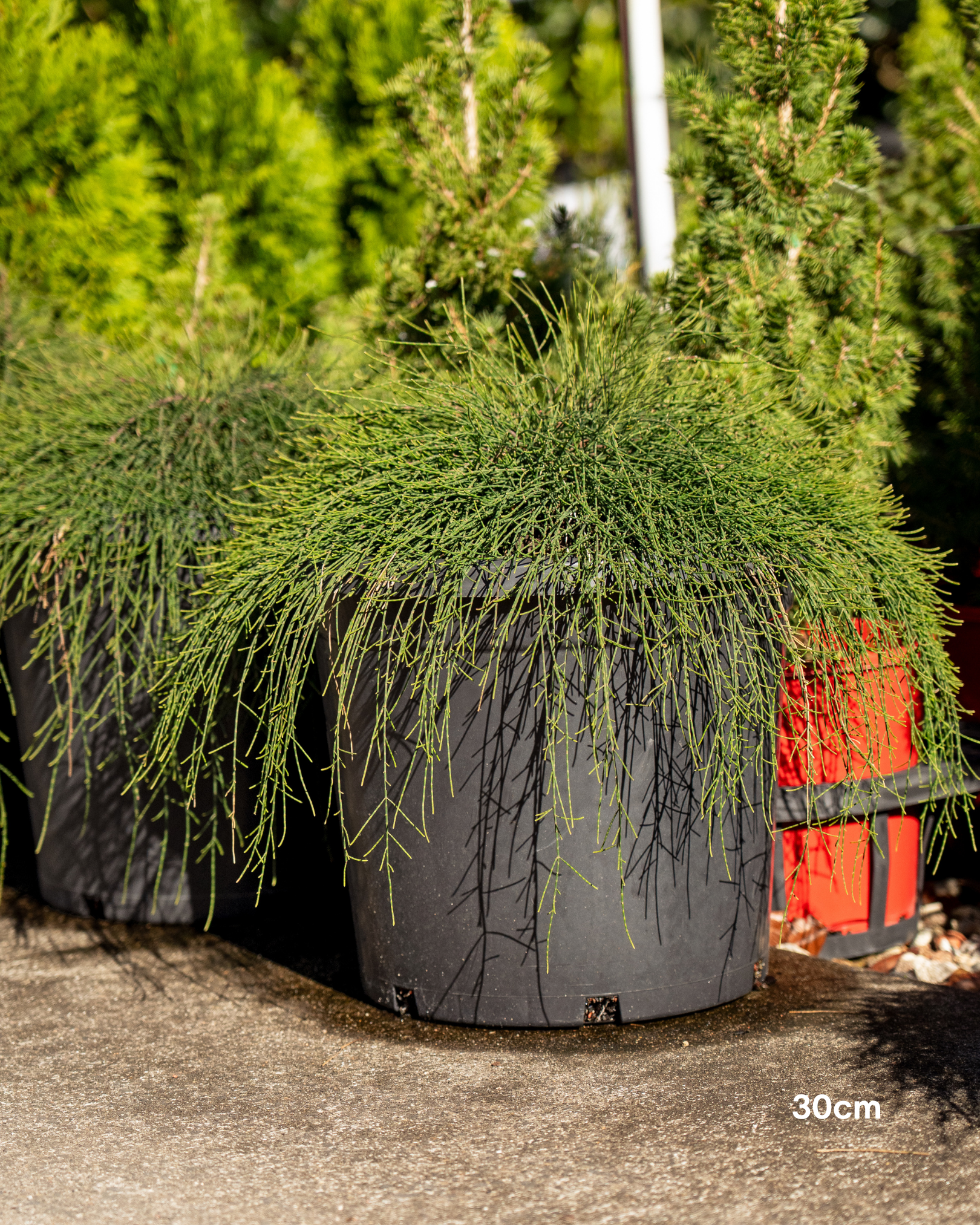 Casuarina glauca 'Cousin It'