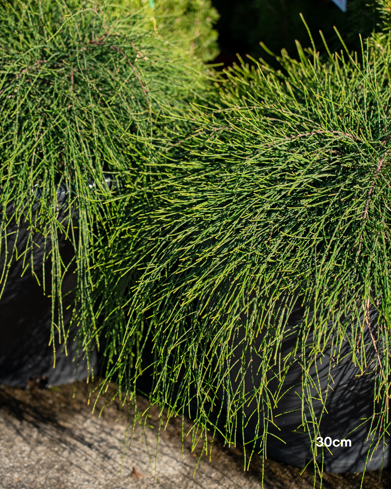 Casuarina glauca 'Cousin It'