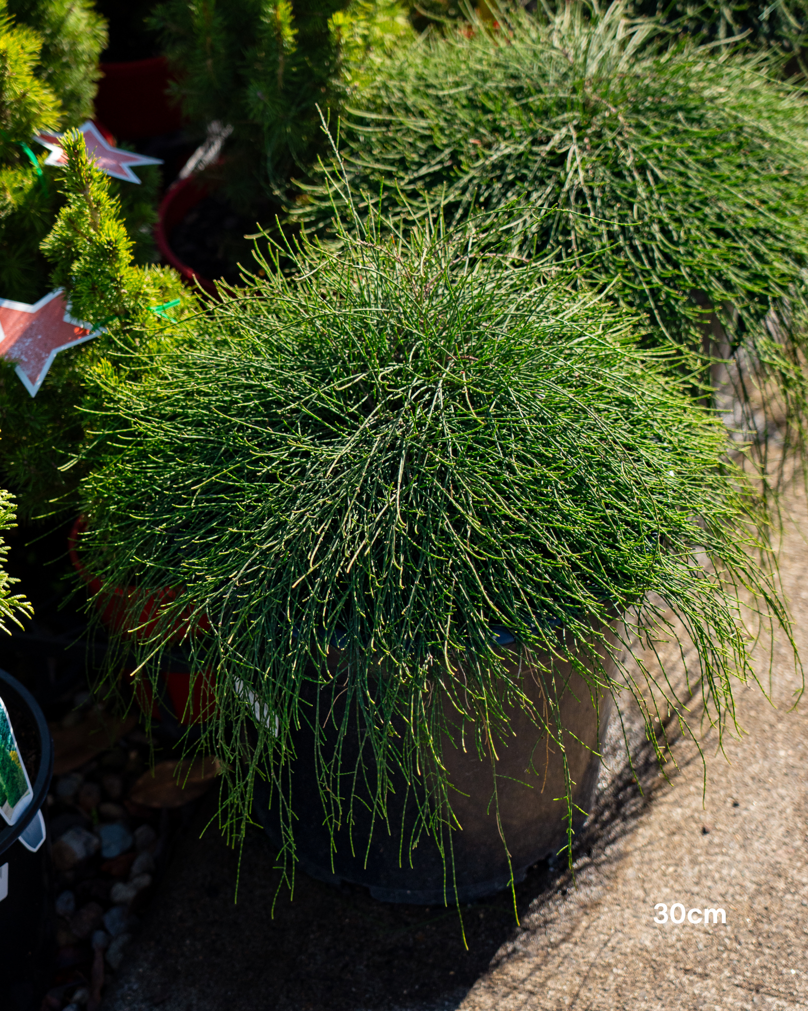 Casuarina glauca 'Cousin It'