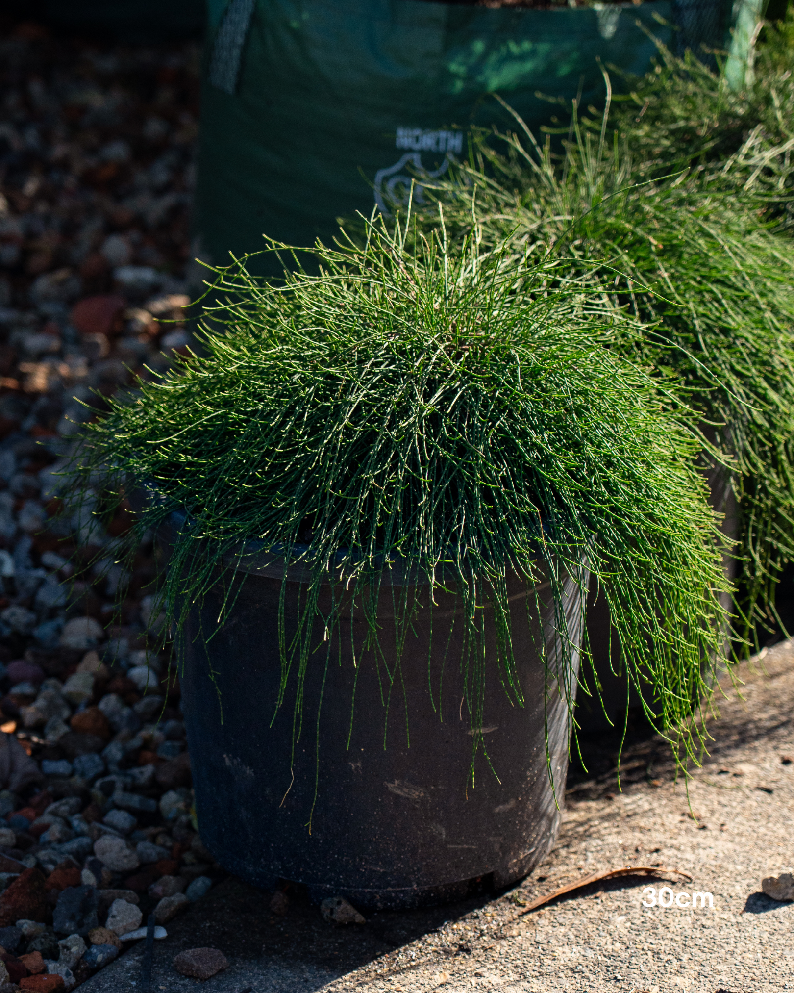 Casuarina glauca 'Cousin It'
