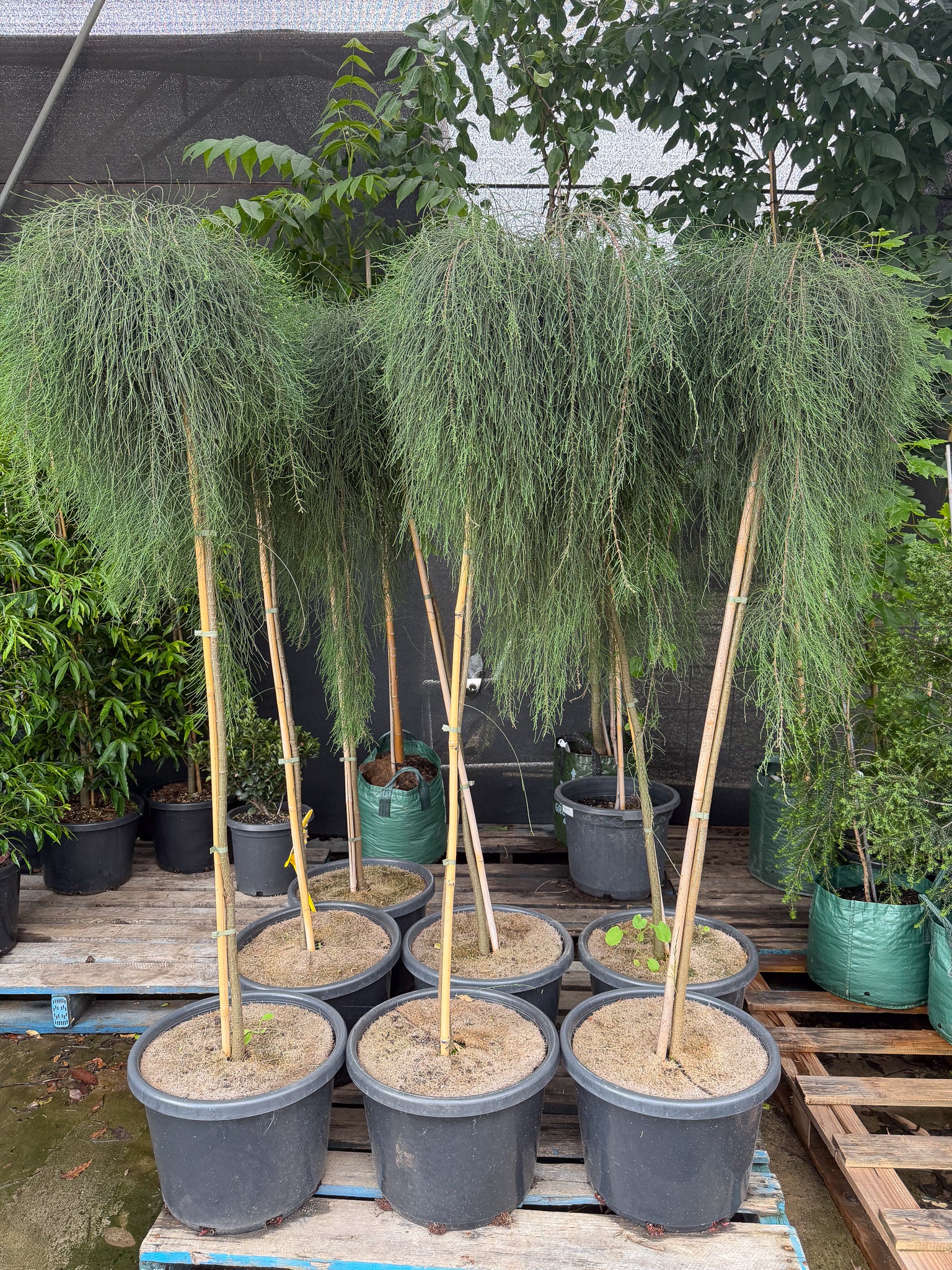Casuarina glauca 'Cousin It' Standards - DECEMBER SALE