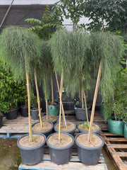 Casuarina glauca 'Cousin It' Standards - DECEMBER SALE