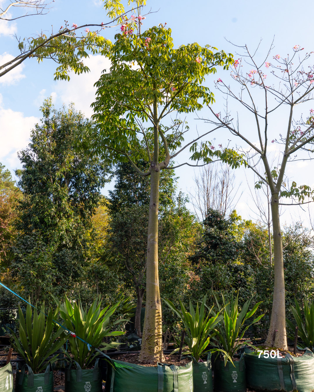 Ceiba speciosa – Silk Floss Tree
