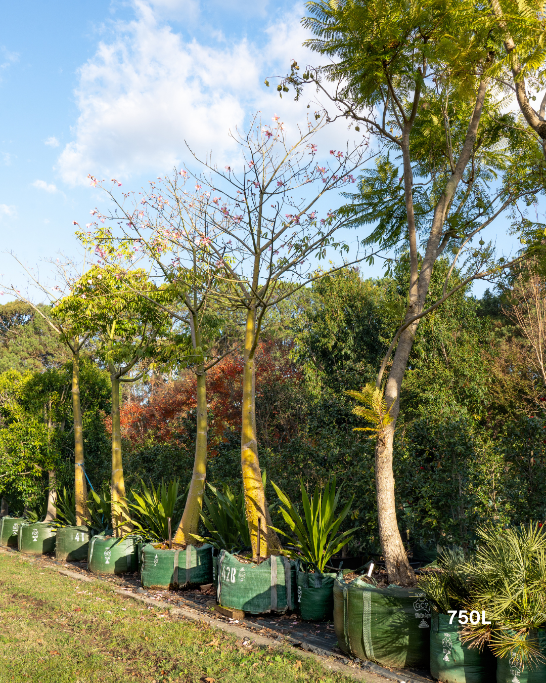 Ceiba speciosa – Silk Floss Tree