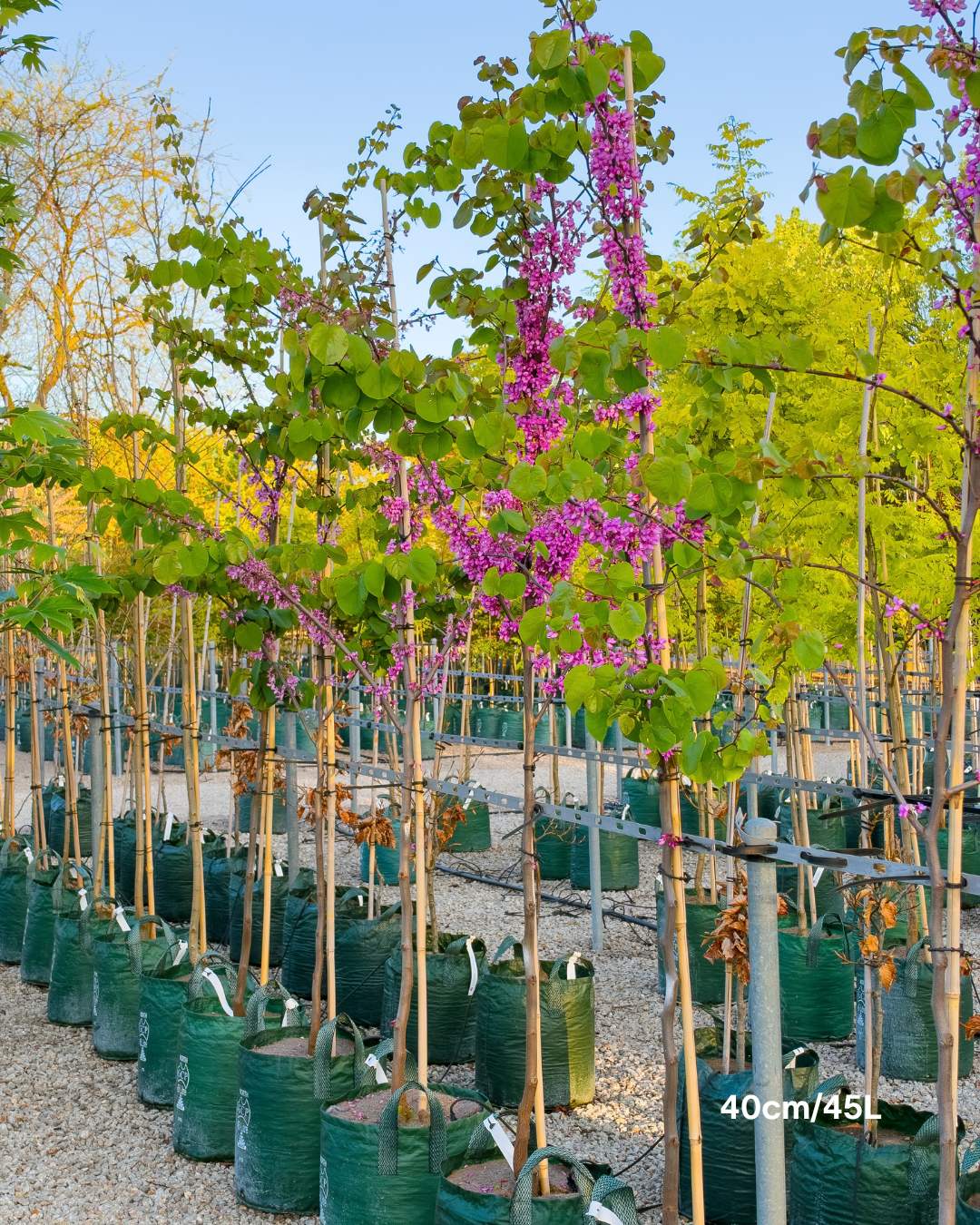 Cercis chinensis 'Avondale'