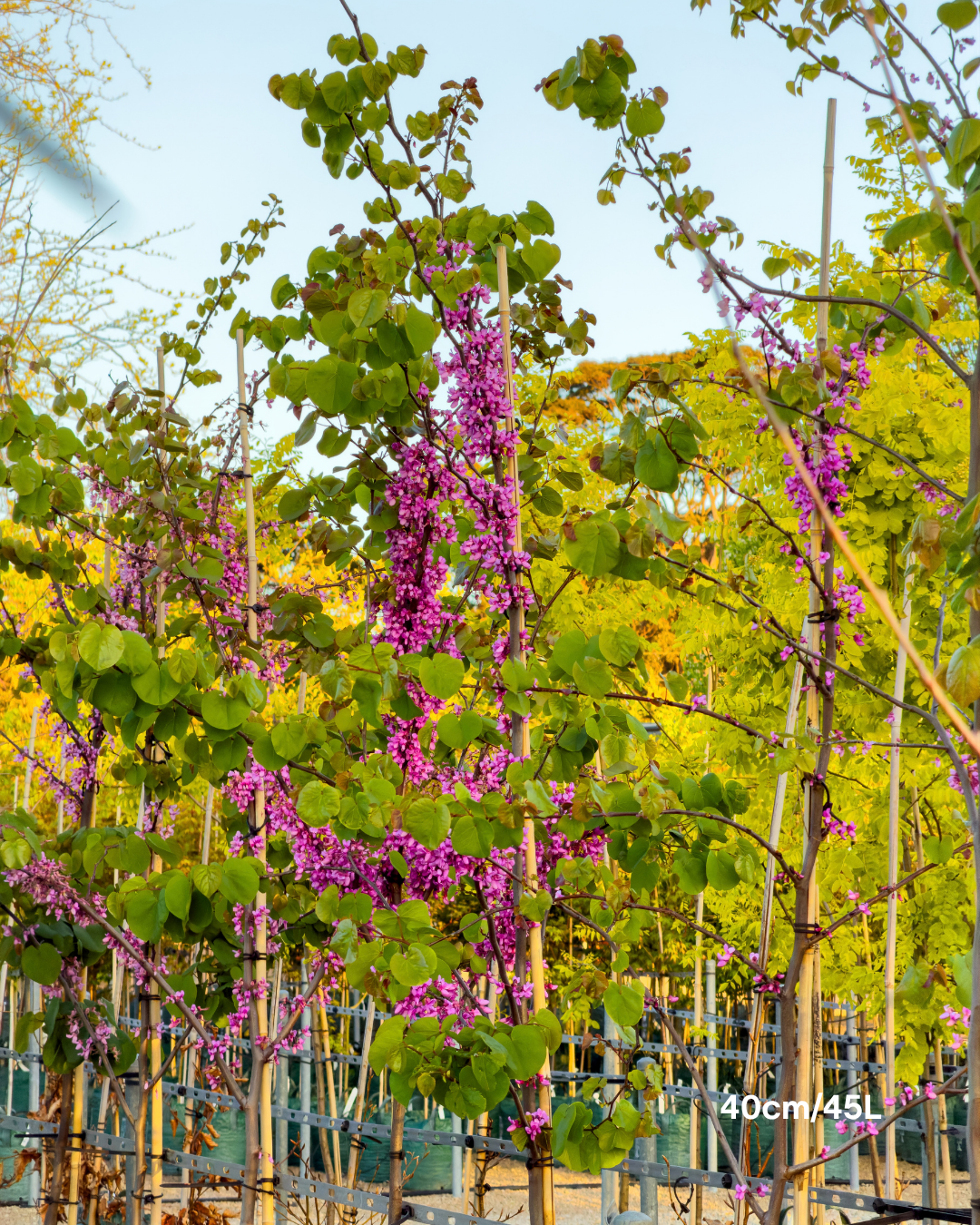 Cercis chinensis 'Avondale'