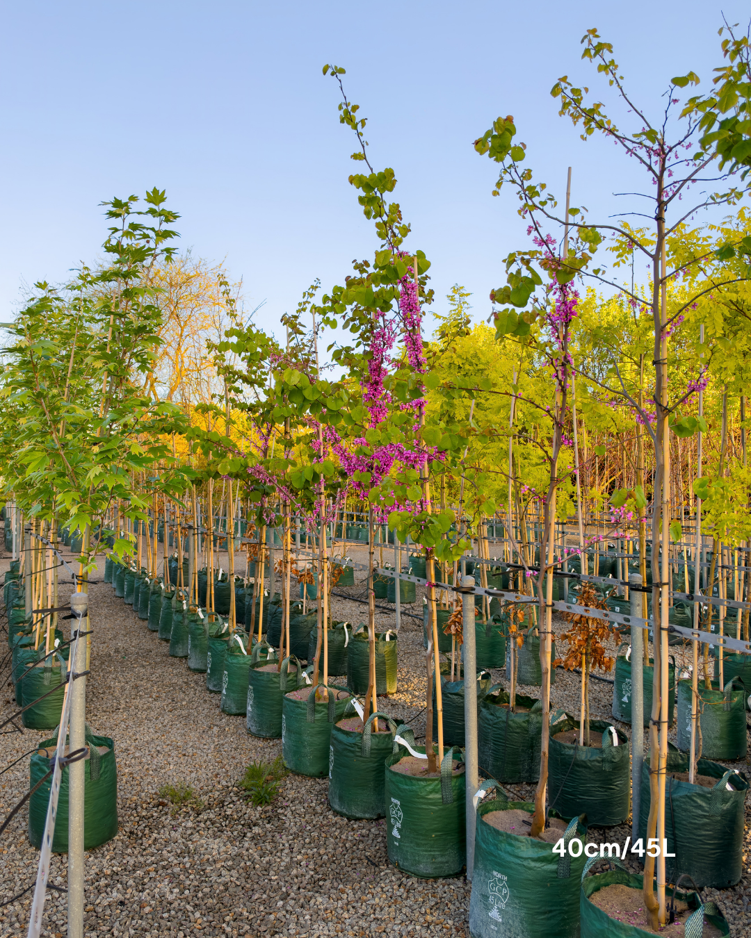 Cercis chinensis 'Avondale'