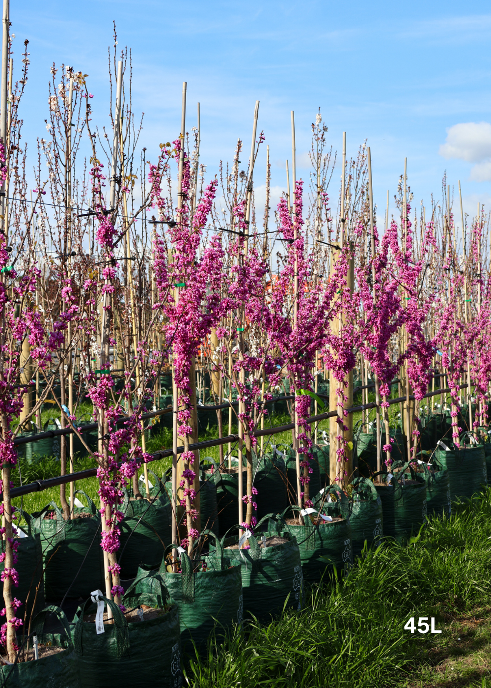 Cercis chinensis 'Avondale'