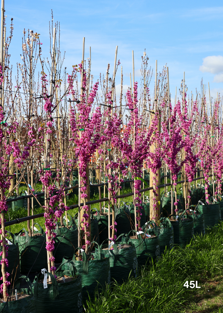 Cercis Chinensis 'Avondale'